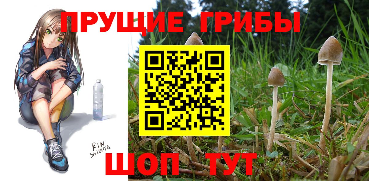 Галлюциногенные грибы Psilocybe Павлово